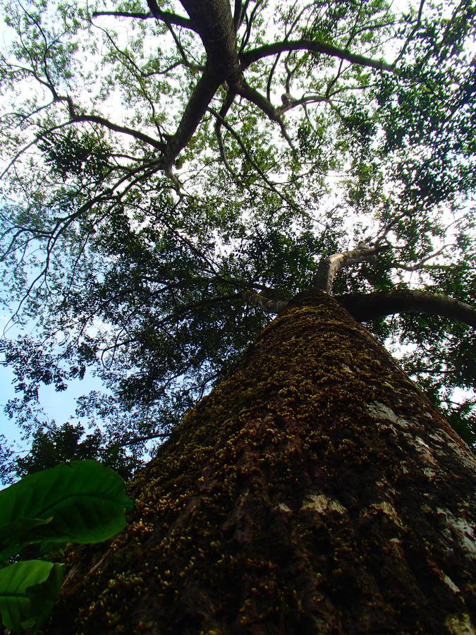 Coorg 4 C'S Little Paradise Madikeri Eksteriør bilde